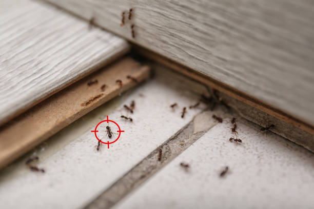 Best Spider Control Near Me  in Mount Pleasant, TN
