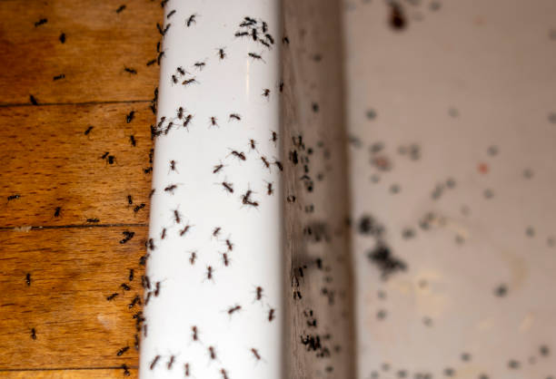 Best Mosquito Control Services  in Mount Pleasant, TN