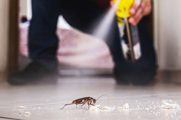 Best Rat Extermination Near Me  in Mount Pleasant, TN